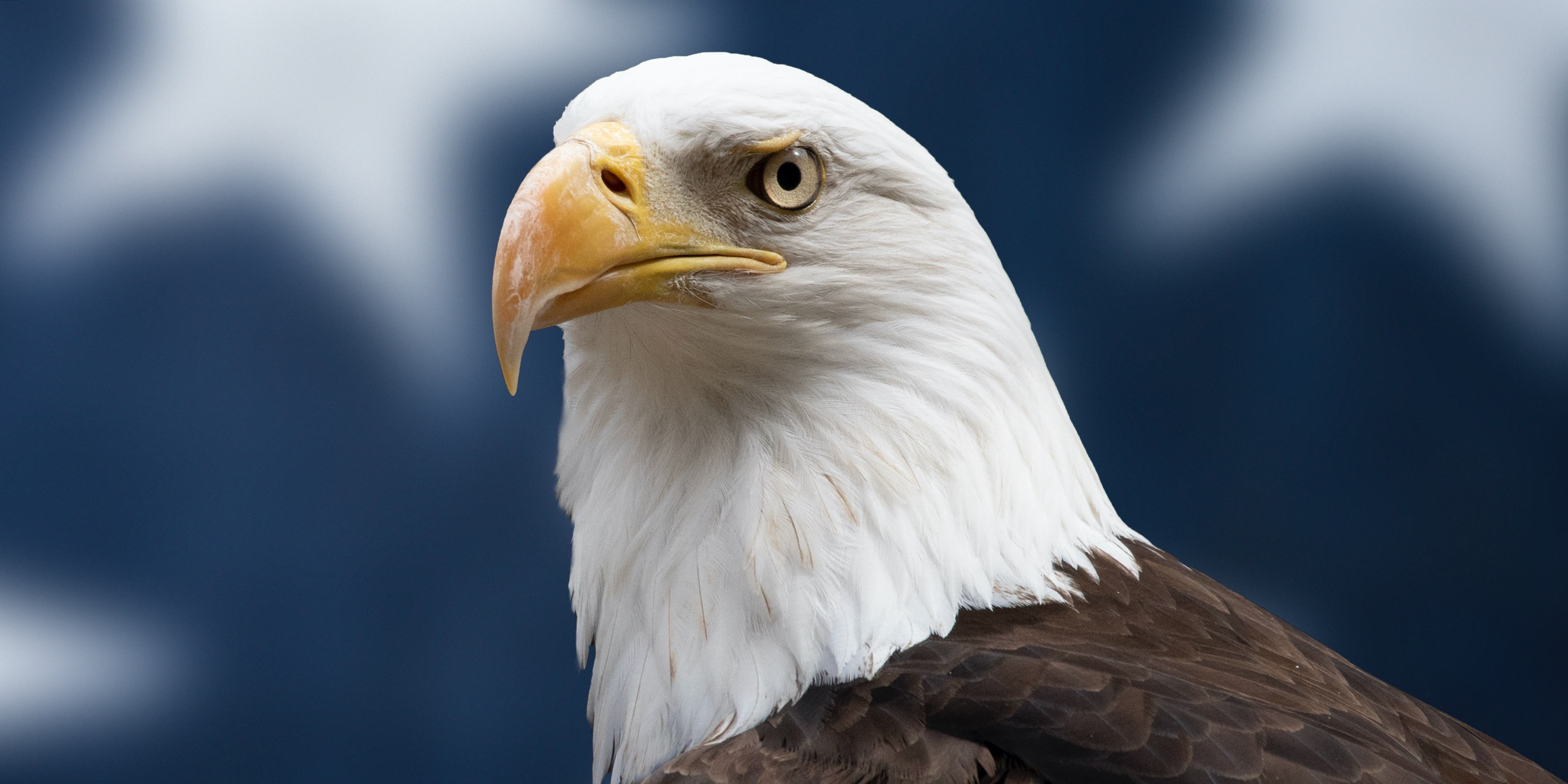 Bald Eagle closeup.